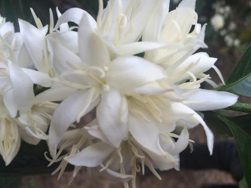 a close up of a white flower on a tree at Hotel Montecillos in San José