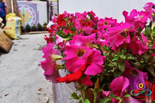 a bunch of pink flowers in a pot at Yog Hostel- Rooftop Yoga & Backpacker Social Stay in Thamel, Kathamndu in Kathmandu