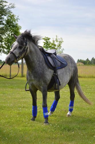 a gray horse standing in a field of grass at Atpūtas vieta Buki in Ventspils