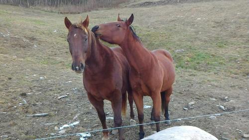 two horses standing next to each other in a field at Il Cardo Trentino in Bedollo