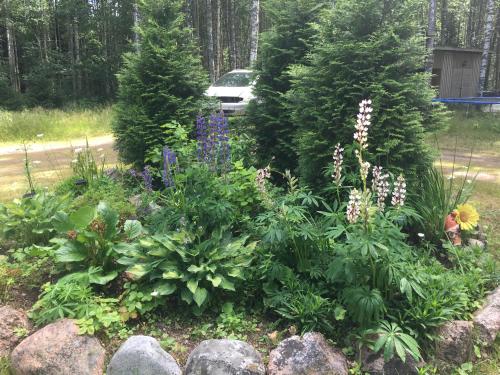 Градина пред Foxy burrow