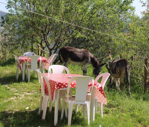 Άλλα ζώα σε αυτό το bed & breakfast ή στη γύρω περιοχή