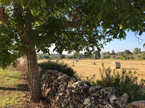 a tree and a stone wall in a field at Casa Farfaglia in Noto