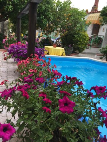 a bed of flowers next to a swimming pool at hotel la rondinella in Ischia