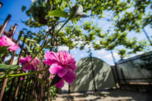 Guest House in Drachinoにある庭