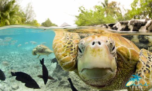 a green turtle swimming in the water with fish at Oure Lodge Beach Resort in Vao