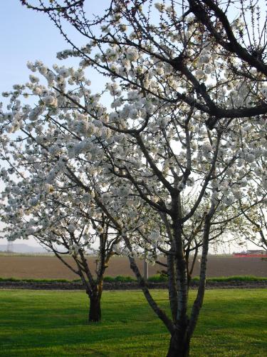 two trees with white flowers on them in a field at Agriturismo La Lupa in Madonna della Provvidenza