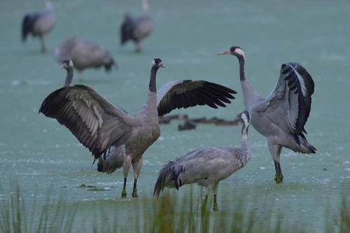 a group of birds standing in the water with their wings out at Ferienhaus-Grambzow in Grambzow