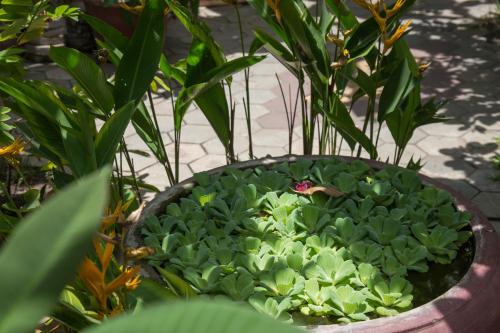 a butterfly sitting on top of green plants in a pot at Side Walk Hotel in Siem Reap