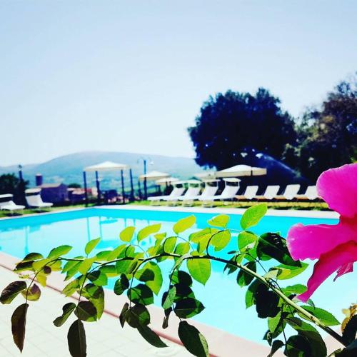 a plant with a pink flower next to a swimming pool at Grand Relais Laurenti in Gualdo Cattaneo