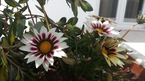 a bouquet of flowers in a vase at Bella Mare Luxury Apartments in Kalamaki Heraklion