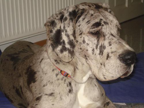 a close up of a dog sitting on a bed at Landhaus Ferk in Unterburg am Klopeiner See