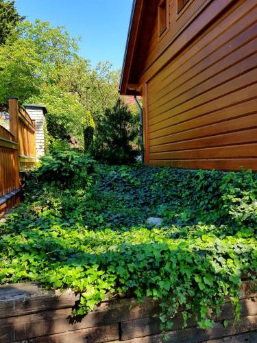 a garden with green plants next to a house at Chalupa u Macochy in Blansko