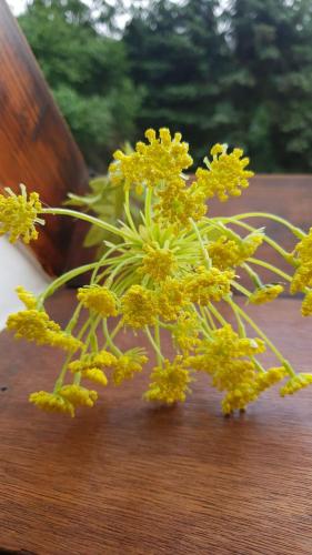 a bunch of yellow flowers in a vase on a table at Landhotel Sonnenschein -- Nur für Geschäftsreisende-- in Bad Liebenwerda
