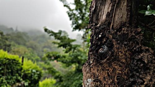 a close up of the side of a tree at Akainoie in Minca