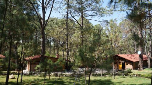 a cabin in the woods with trees at Rincón del Bosque in Mazamitla