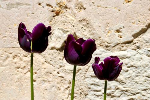 three purple flowers in front of a wall at Domaine de Perches in Gaillac