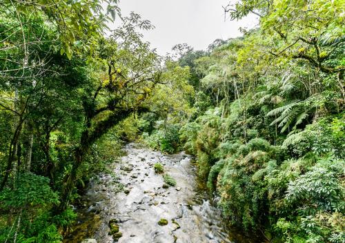 a river in the middle of a forest at Refúgio Ecológico Amadamata in Nova Friburgo