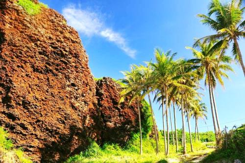 a group of palm trees next to a rock wall at Khách sạn QUỲNH ANH in Ly Son