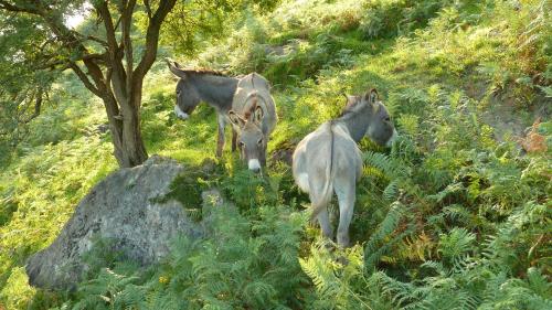 a couple of horses standing on a hill at Arbegain Etxea in Aizarna