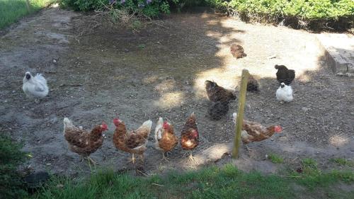 a group of chickens standing in the dirt at Smidstrupvej 3 - The Lodge in Gadbjerg