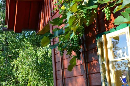 Ferienwohnung Nostalgieにある庭