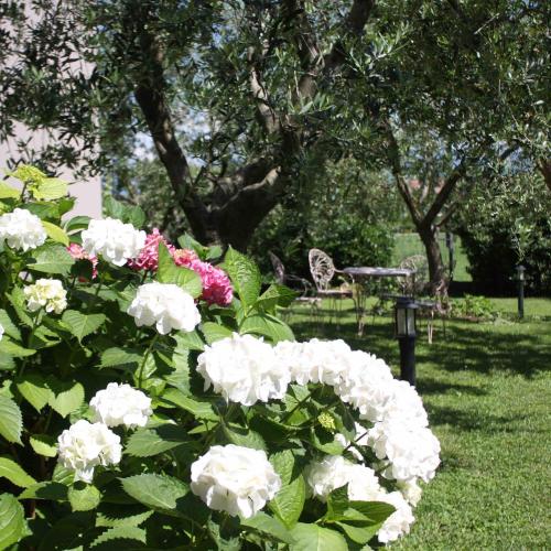 a bush of white flowers in a park at Hotel Clodia - Adults Only in Sirmione