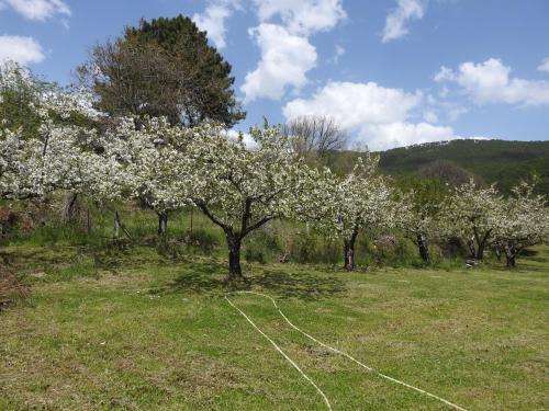 a tree with white flowers on it in a field at Casas Arbillas in Arenas de San Pedro