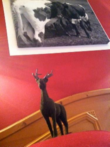 Animales en el hotel o alrededores