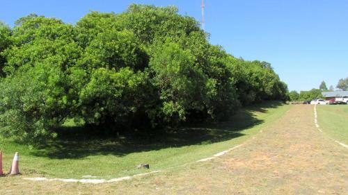 un gran árbol en medio de un campo en Hostería La Bordona, en Rivera