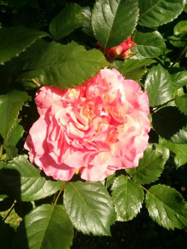 a pink rose on a bush with green leaves at Les chambres d'hôtes Le Val d'Honfleur in Équemauville
