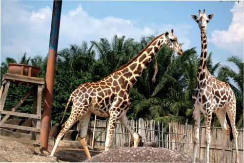 two giraffes walking next to a fence at A'Famosa Resort Melaka in Melaka