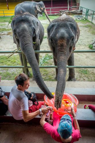 a group of people taking pictures of an elephant at A'Famosa Resort Melaka in Melaka