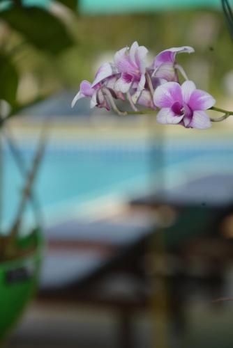 a bunch of purple flowers sitting on top of a table at Apple Bungalows in Bang Saphan