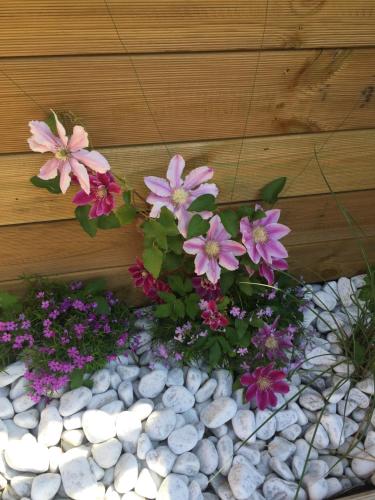 a bunch of pink flowers in a rock garden at Chez Sven - Studio 'Le Grand' in Lohn-Ammannsegg