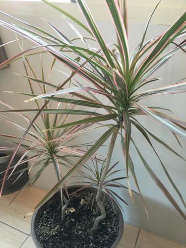 a potted palm plant in a black pot at 稻哪趣田園民宿 平價villa in Dongshan