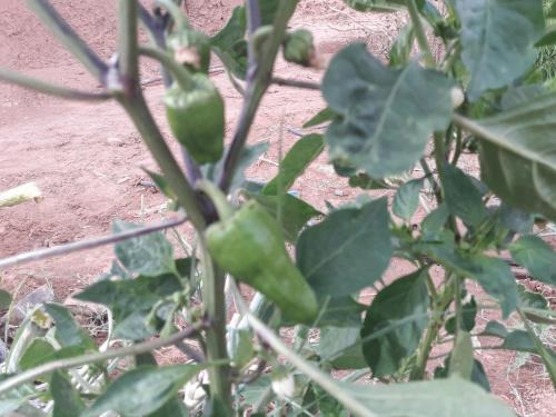 a close up of a plant with green leaves at d'hôte Jnane-Dar Diafa in Tamegroute