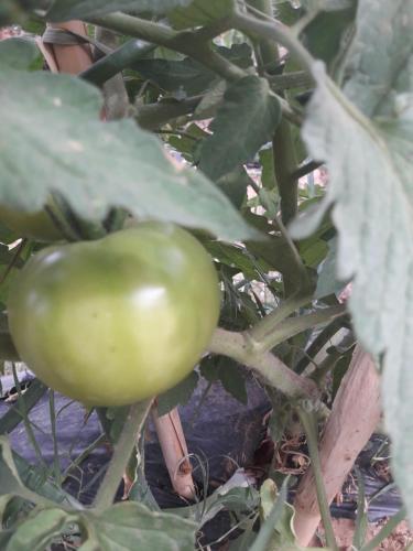 a green tomato is growing on a plant at d'hôte Jnane-Dar Diafa in Tamegroute