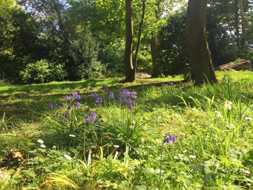 Κήπος έξω από το Larchmount House B&B