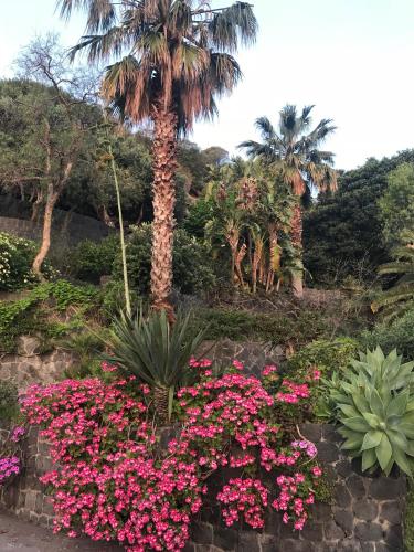 a bunch of pink flowers in front of a palm tree at Casa Schicciola in Stromboli