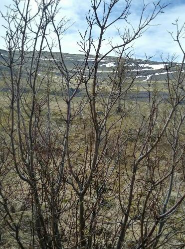a group of trees with no leaves in a field at Hagi 2 Road 62 nr 1 in Hagi