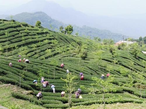 a group of people working on a tea plantation at Qun Feng Hotel in Fenchihu