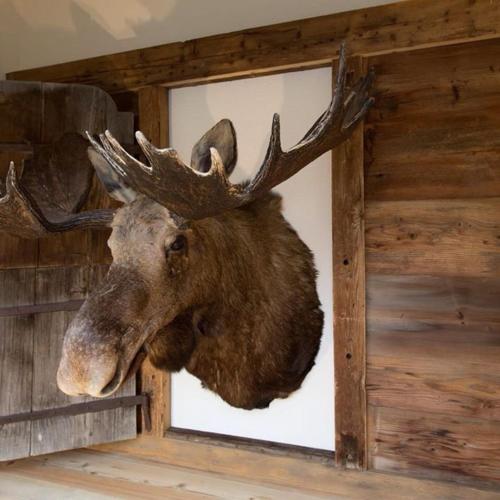 a large moose head hanging on a wall at Chalet ELK Lenk in Lenk