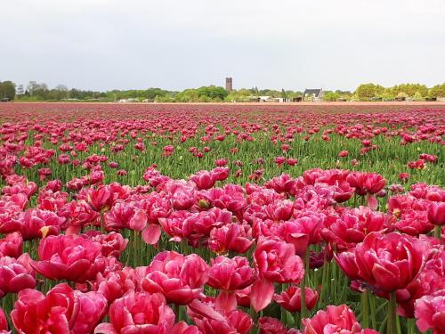 pole różowych tulipanów na polu w obiekcie Bed en Breakfast en Bike w mieście Sommelsdijk