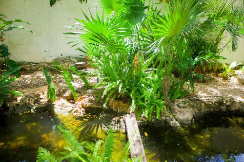 a garden with a pond with plants in it at Casa De Los Pájaros - B&B in Valladolid