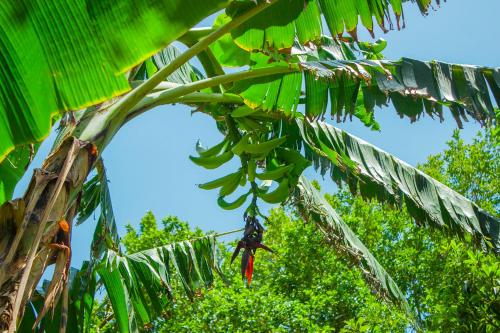 a bunch of bananas hanging from a banana tree at Casa De Los Pájaros - B&B in Valladolid