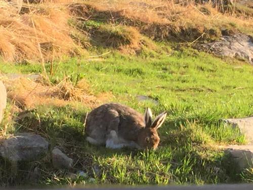 a rabbit laying in the grass in a field at Putten Seter in Høvringen