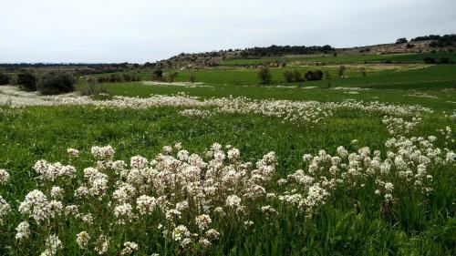 a field of white flowers in a green field at Ca la Bet in Claravalls