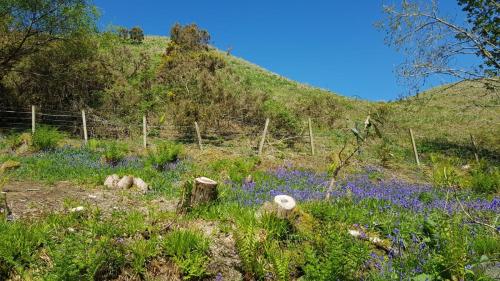 a field of blue flowers on a hill with a fence at The Old Cottage in Arduaine