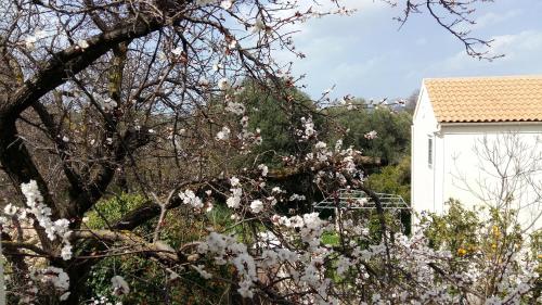 a tree with white flowers in front of a white building at Margarita's Attic-The Suite Loft in Spartia